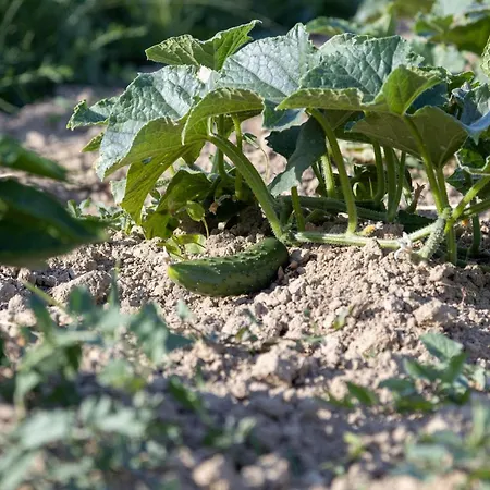 Vikendica Bandela Visocane