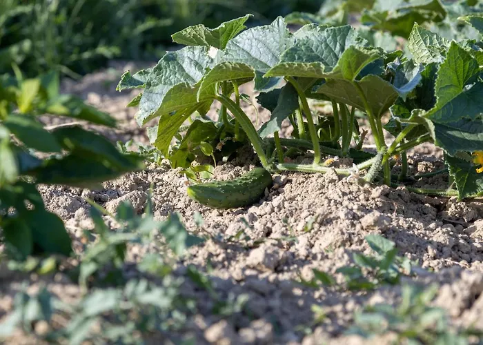 Ferienhaus Bandela Visocane